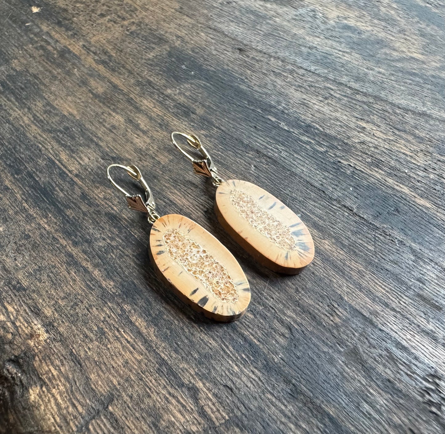 Fossil Walrus Rare Mini Tusk Slice + 14kt Gold Earrings
