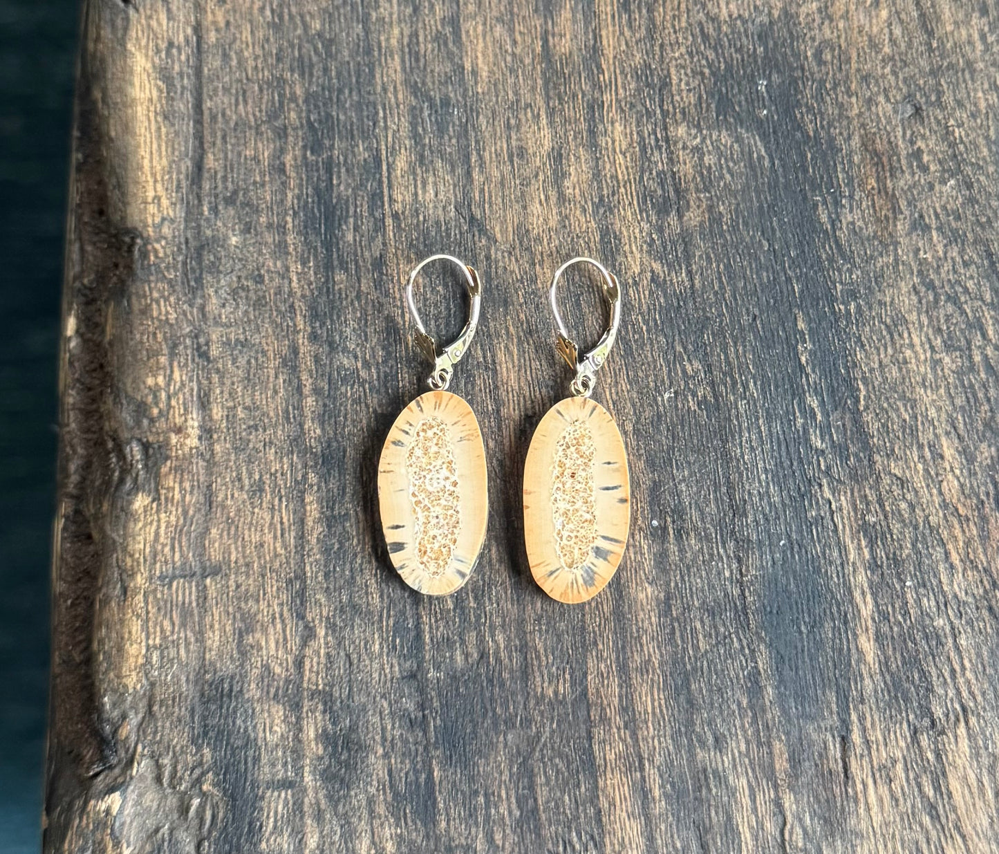 Fossil Walrus Rare Mini Tusk Slice + 14kt Gold Earrings