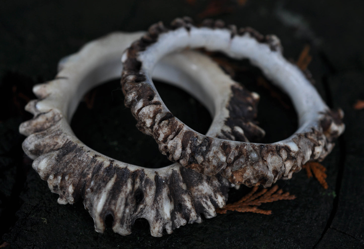 Naturally Shed Moose Antler Crown Bangle