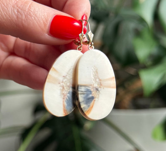 Fossil Walrus Rare Black Accent Slice + 14kt Gold Earrings