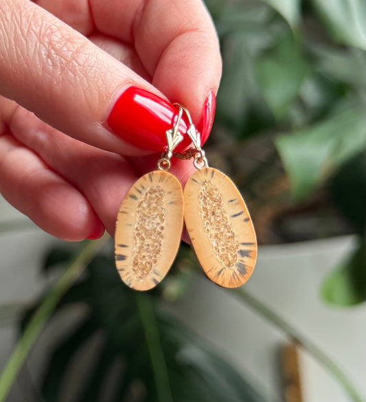 Fossil Walrus Rare Mini Tusk Slice + 14kt Gold Earrings
