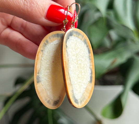 Fossil Walrus Rare Color Tusk Slice + 14kt Gold Earrings