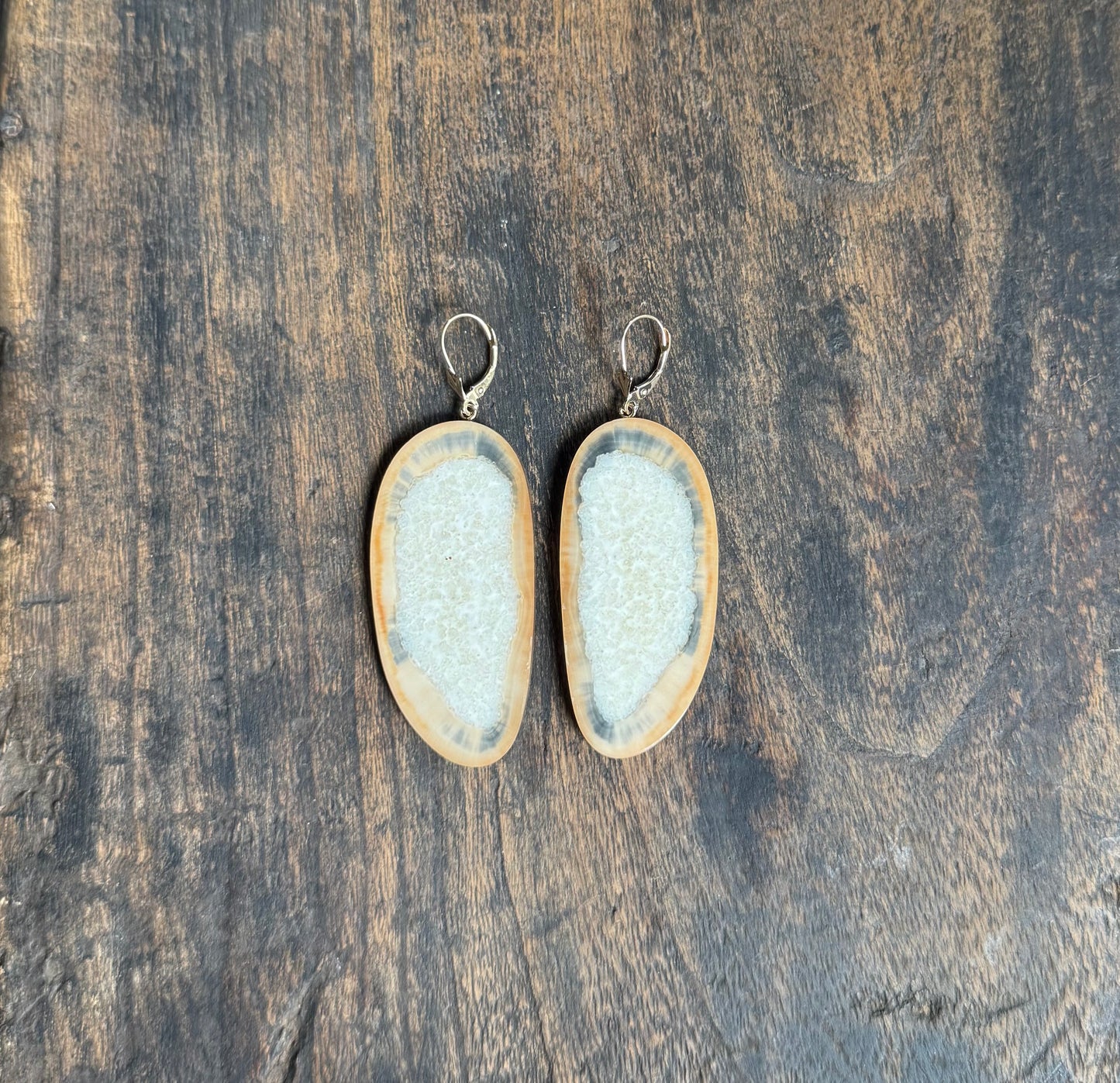 Fossil Walrus Rare Color Tusk Slice + 14kt Gold Earrings