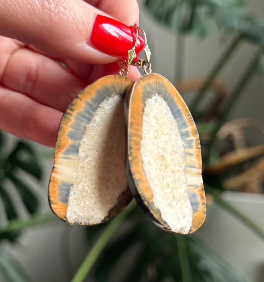 Fossil Walrus Rare Blue Carmel Tusk Slice + 14kt Gold Earrings