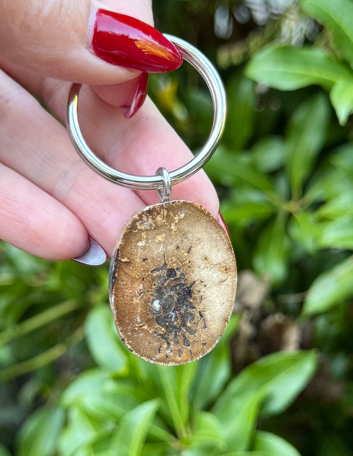 Fossil Walrus Oosik Key Ring
