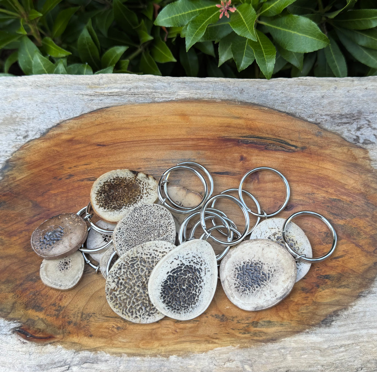 Fossil Walrus Oosik Key Ring