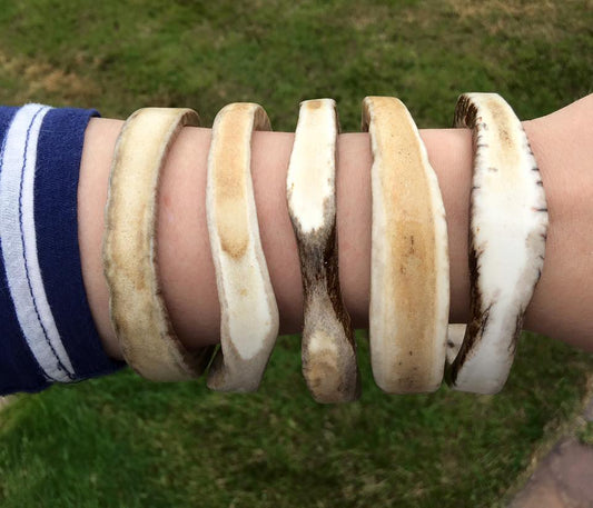 Large Naturally Shed Moose Antler Palm Bangle